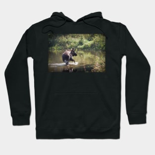 Moose in Forest Lake Hoodie